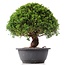 Juniperus chinensis Kishu, 23 cm, ± 15 jaar oud