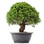 Juniperus chinensis Kishu, 23 cm, ± 15 jaar oud