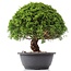 Juniperus chinensis Kishu, 23 cm, ± 15 años