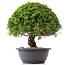 Juniperus chinensis Kishu, 23 cm, ± 15 jaar oud