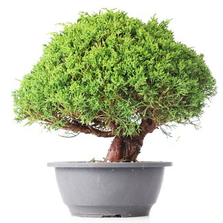 Juniperus chinensis Kishu, 22 cm, ± 15 years old