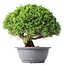 Juniperus chinensis Kishu, 22 cm, ± 15 Jahre alt