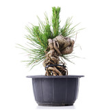 Pinus thunbergii, 15 cm, ± 18 jaar oud