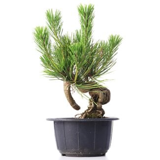 Pinus thunbergii, 16 cm, ± 18 years old