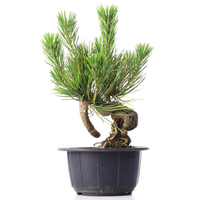 Pinus thunbergii, 16 cm, ± 18 Jahre alt