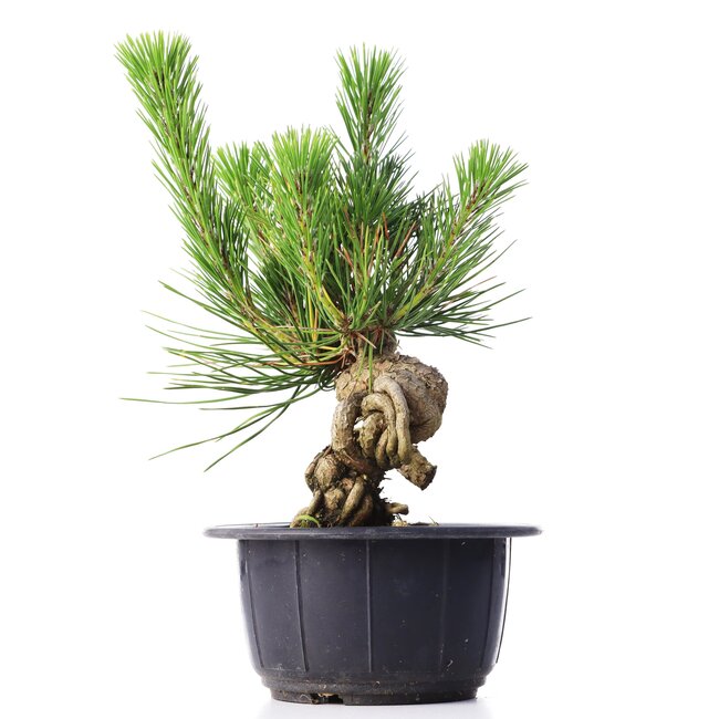 Pinus thunbergii, 16 cm, ± 18 jaar oud