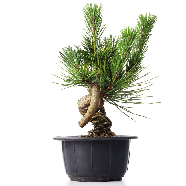 Pinus thunbergii, 16 cm, ± 18 years old