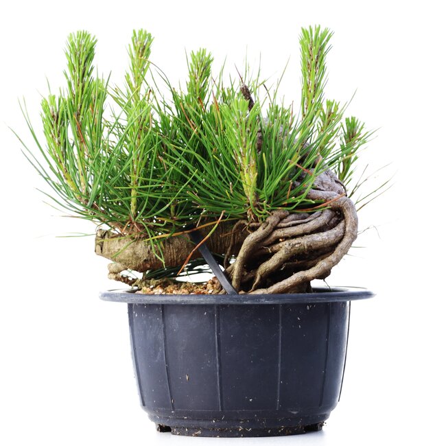 Pinus thunbergii, 12 cm, ± 18 years old