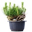 Pinus thunbergii, 12 cm, ± 18 ans