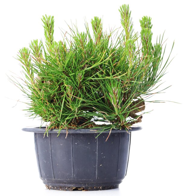 Pinus thunbergii, 12 cm, ± 18 ans