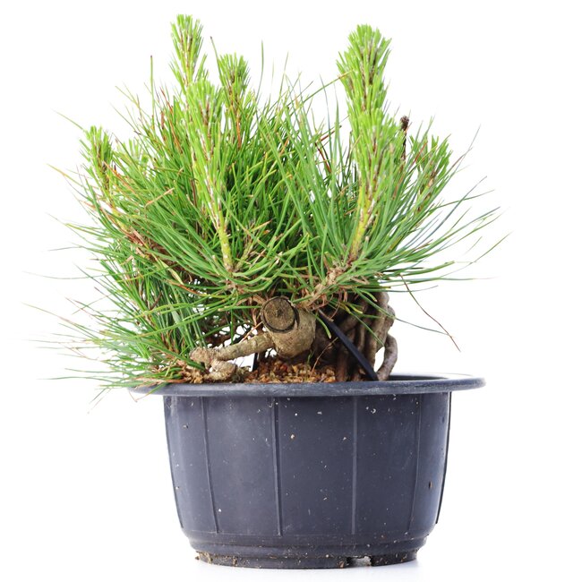 Pinus thunbergii, 12 cm, ± 18 ans