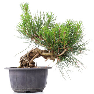 Pinus thunbergii, 16 cm, ± 18 Jahre alt