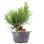 Pinus thunbergii, 16 cm, ± 18 jaar oud