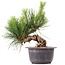 Pinus thunbergii, 16 cm, ± 18 Jahre alt