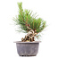 Pinus thunbergii, 16 cm, ± 18 Jahre alt