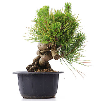 Pinus thunbergii, 17 cm, ± 18 years old