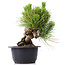 Pinus thunbergii, 17 cm, ± 18 Jahre alt