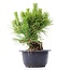 Pinus thunbergii, 17 cm, ± 18 Jahre alt