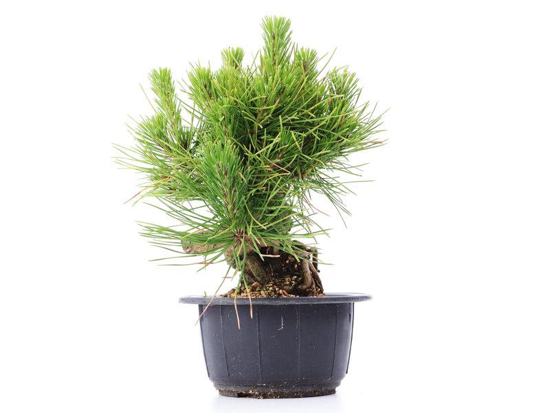 Pinus thunbergii, 17 cm, ± 18 jaar oud