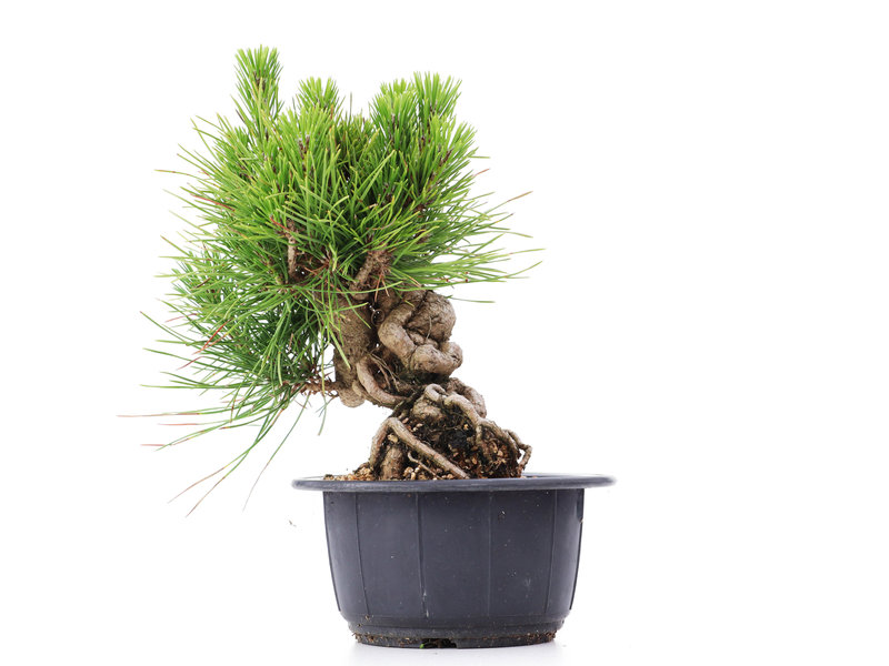 Pinus thunbergii, 17 cm, ± 18 Jahre alt