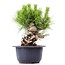 Pinus thunbergii, 17 cm, ± 18 Jahre alt