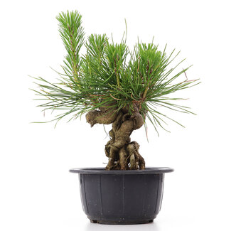 Pinus thunbergii, 18 cm, ± 18 jaar oud