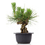 Pinus thunbergii, 18 cm, ± 18 jaar oud