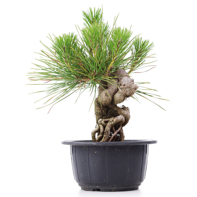 Pinus thunbergii, 18 cm, ± 18 años
