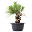 Pinus thunbergii, 18 cm, ± 18 anni