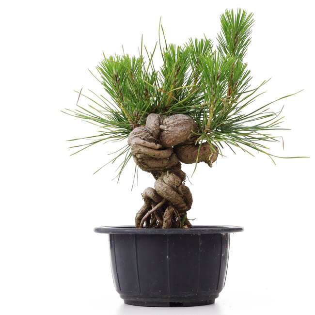 Pinus thunbergii, 18 cm, ± 18 anni