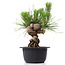 Pinus thunbergii, 18 cm, ± 18 years old