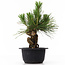 Pinus thunbergii, 18 cm, ± 18 jaar oud