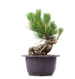 Pinus thunbergii, 17 cm, ± 18 Jahre alt