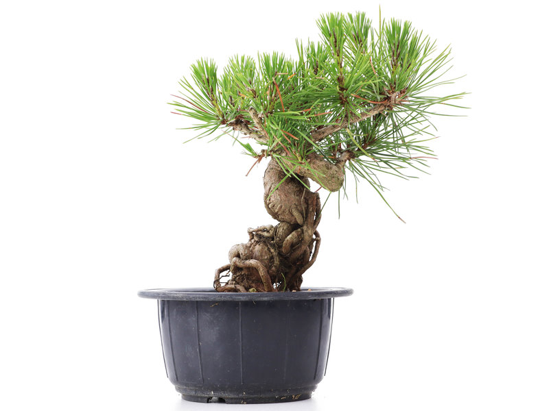 Pinus thunbergii, 17 cm, ± 18 jaar oud