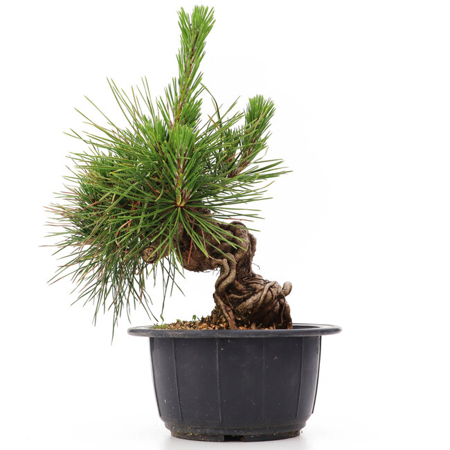 Pinus thunbergii, 16 cm, ± 18 years old