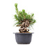 Pinus thunbergii, 16 cm, ± 18 jaar oud