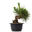 Pinus thunbergii, 16 cm, ± 18 years old