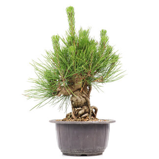 Pinus thunbergii, 19 cm, ± 18 Jahre alt