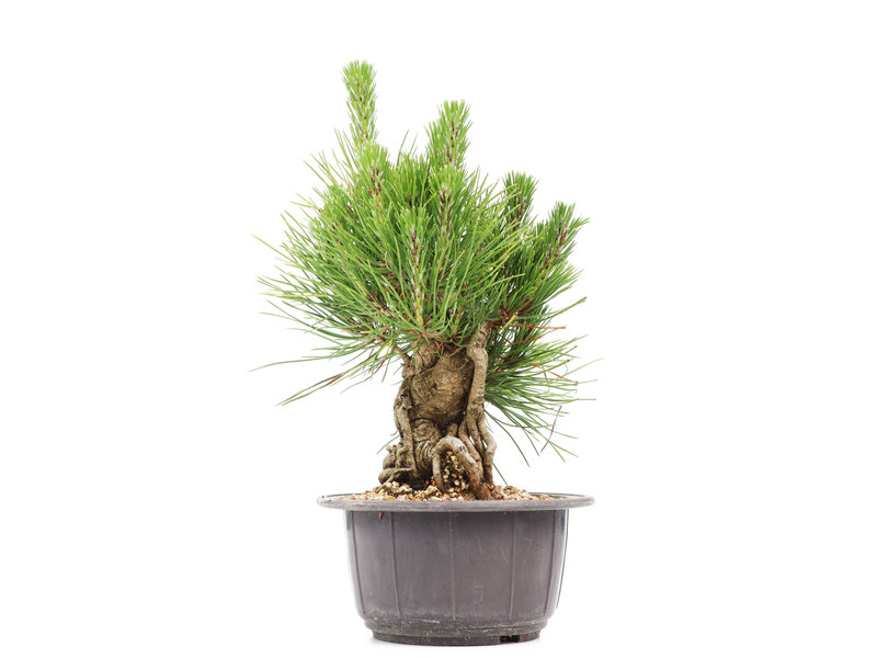 Pinus thunbergii, 19 cm, ± 18 jaar oud