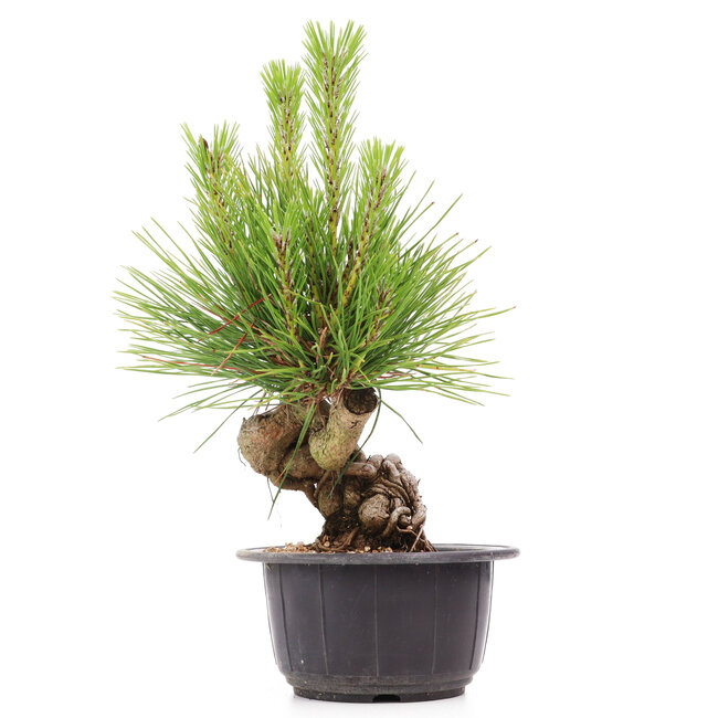 Pinus thunbergii, 21 cm, ± 18 jaar oud