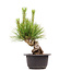 Pinus thunbergii, 21 cm, ± 18 Jahre alt