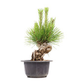 Pinus thunbergii, 21 cm, ± 18 Jahre alt