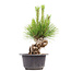 Pinus thunbergii, 21 cm, ± 18 Jahre alt