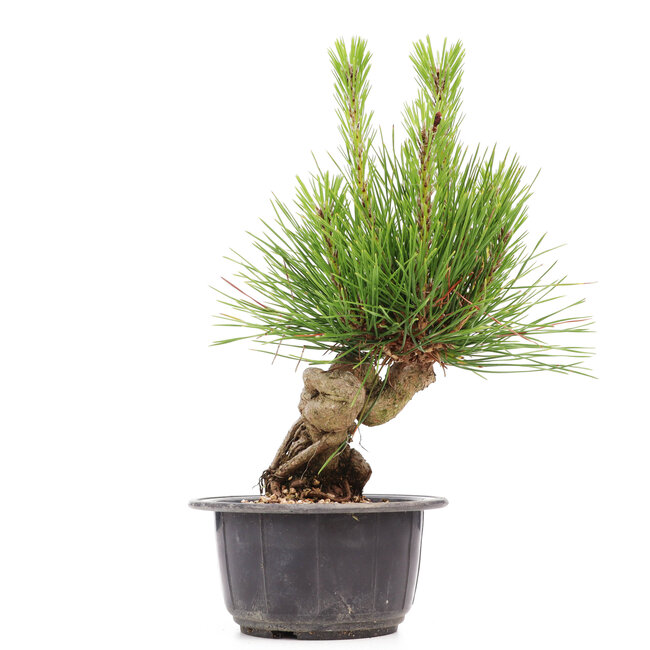 Pinus thunbergii, 21 cm, ± 18 ans