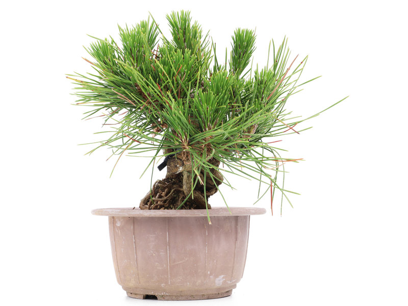 Pinus thunbergii, 15 cm, ± 18 Jahre alt