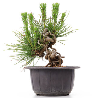 Pinus thunbergii, 14 cm, ± 18 jaar oud