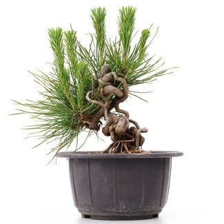 Pinus thunbergii, 14 cm, ± 18 years old