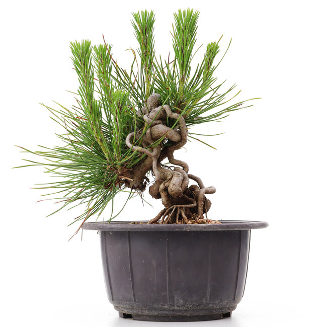 Pinus thunbergii, 14 cm, ± 18 anni