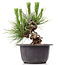 Pinus thunbergii, 14 cm, ± 18 jaar oud