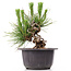 Pinus thunbergii, 14 cm, ± 18 Jahre alt